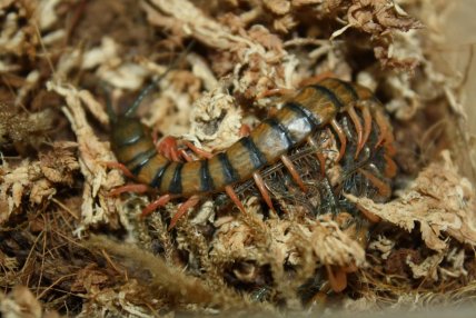 Сколопендра с детенышами