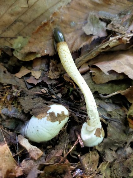 Гриб мутинус собачий