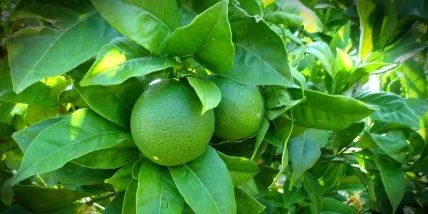 Врачи рассказали о целебных свойствах лайма