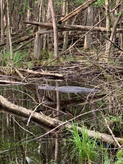 Аллигатор_2