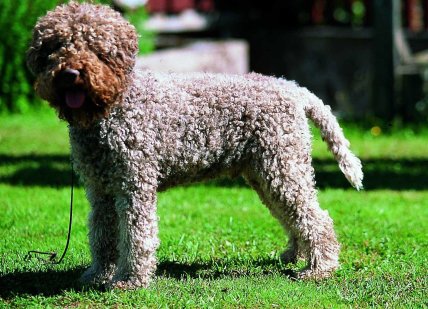 собака lagotto romagnolo