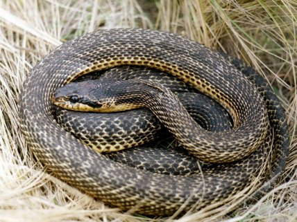 Где живет сарматский полоз
