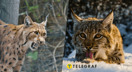 Рись в Україні рідкісна тварина