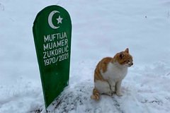 Фото кота на цвинтарі