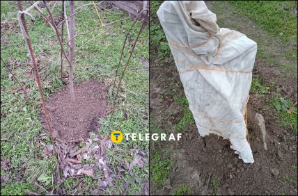 Как правильно укрыть хурму на зиму в Украине