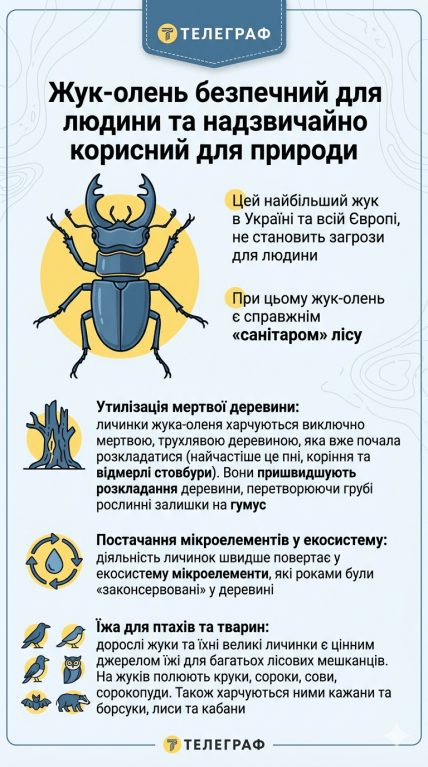 Жук-олень - користь, інфографіка