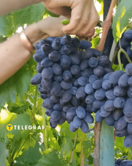 Виноград Каталонія