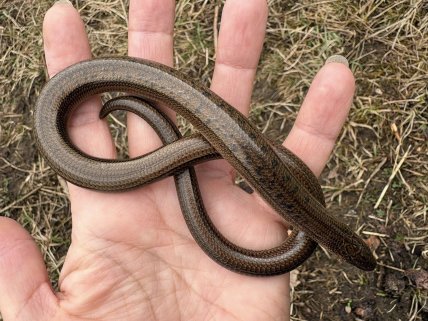 Веретельница восточная