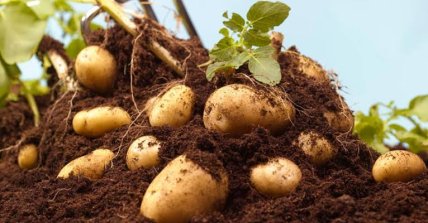 Через спеку врожайність картоплі в Україні скоро опиниться під загрозою