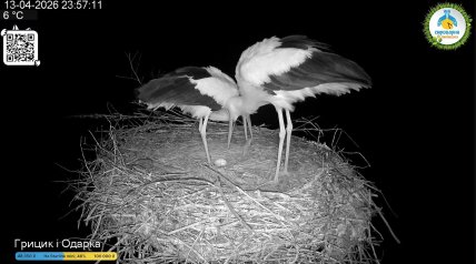В гнезде Грицика и Одарки появилось яйцо