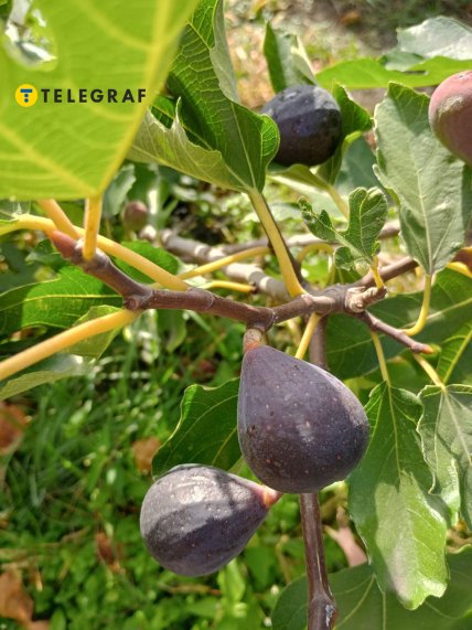 Крымский черный инжир растет в Украине