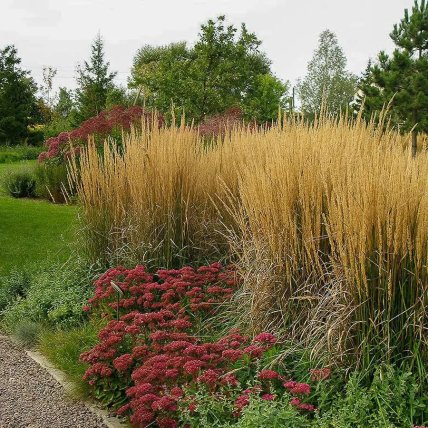 Куничник вирощування