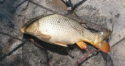 Короп - що це за риба