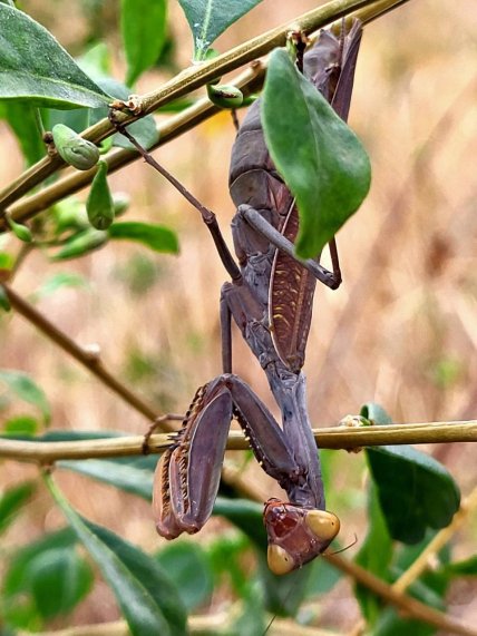 Закавказский богомол