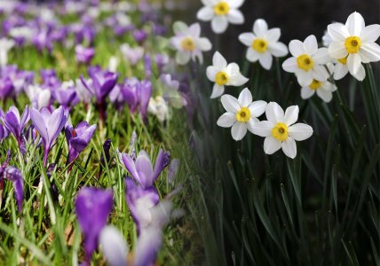 Крокусы и нарциссы