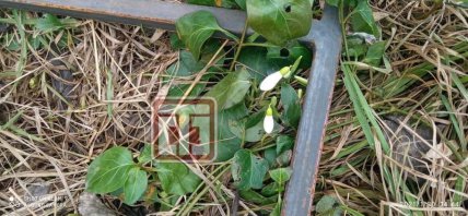 подснежники