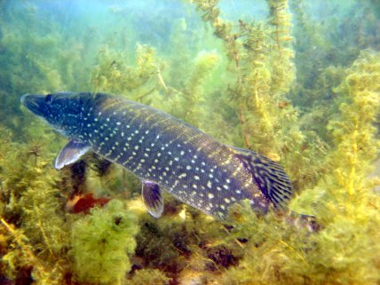 Как выглядит щука