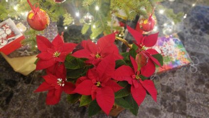 пуансетия красная