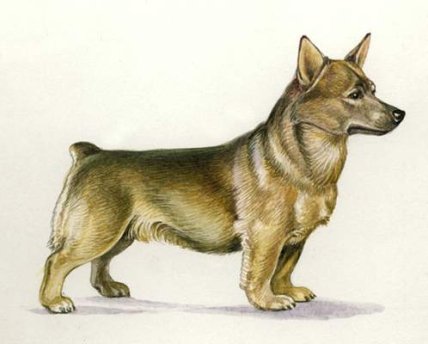 Шведский вальхунд