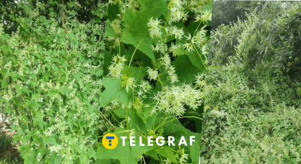 Ежоплодник вьющийся как выглядит