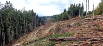 Вирубаний в горах ліс