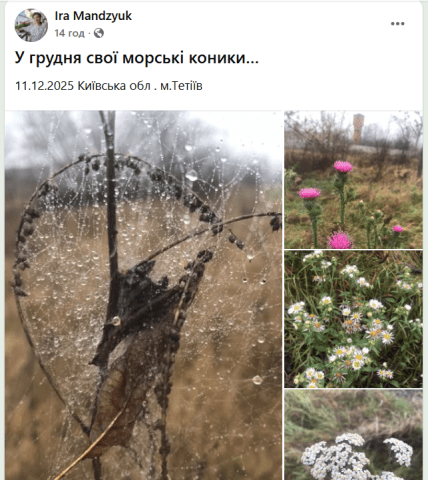 ромашки, тысячелистник и репяхи