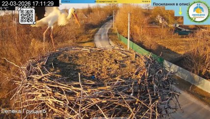 Лелека прилетів у гніздо Грицика та Одарки