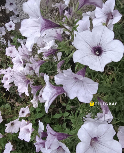 Коли сіяти петунії