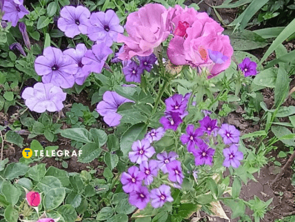 Петунія Івнінг сенсейшен, троянда Блу фо ю та флокс Друммонд