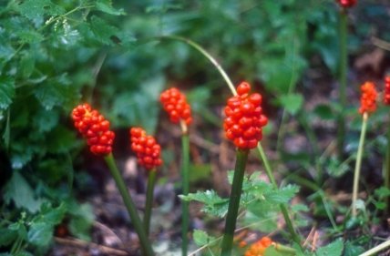 Аронник плямистий