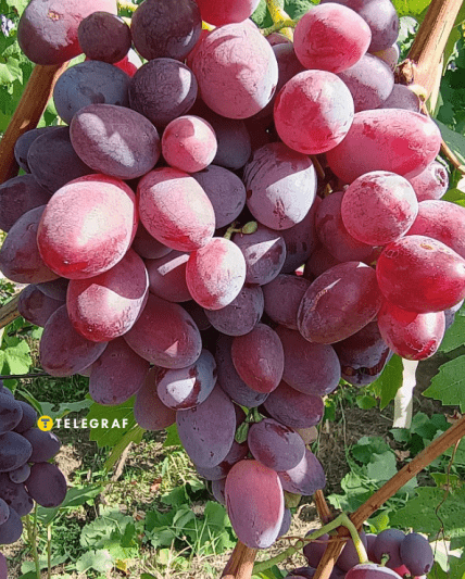 Виноград Подарунок Ірині чому так називається і чи варто садити