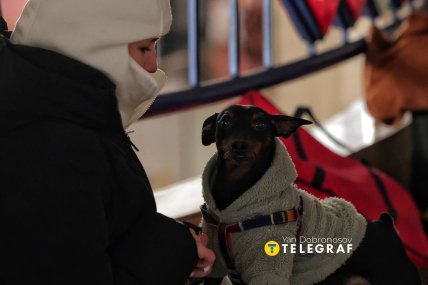 Песик в укрытии метро, ночь на 17 февраля