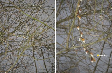 козья ива, котики, ива цветет зимой