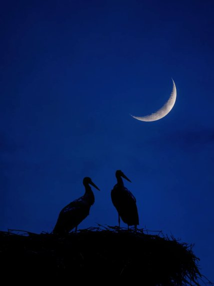 Аисты незадолго до отлета