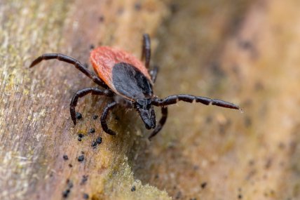 Ixodes ricinus або собачий кліщ