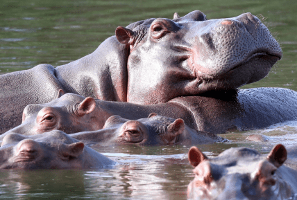 Нащадки бегемотів Ескобара