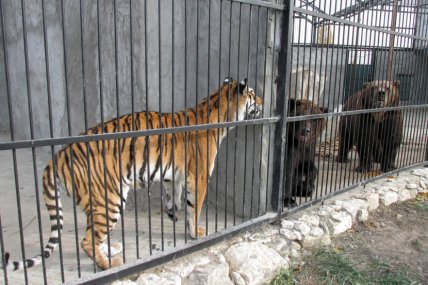 Вольєри тигра та ведмедів