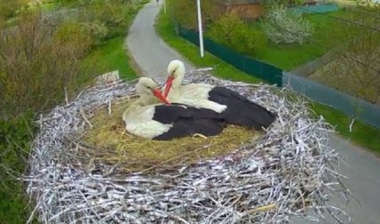 Грицик та Одарка у 2025 році