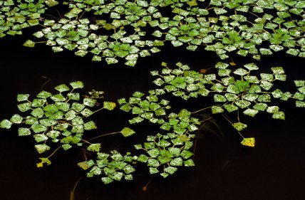 водяний горіх