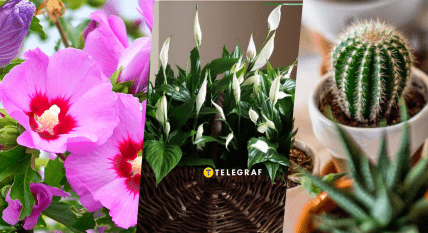 Комнатные растения