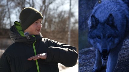 волки в селе Обиходы