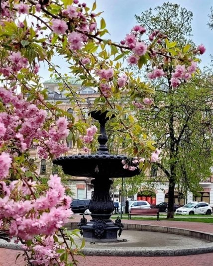 Сказочная сакура на площади Ивана Франко фонтан