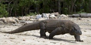 Дракон Комодо