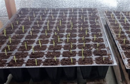 Як правильно посадити кукурудзу