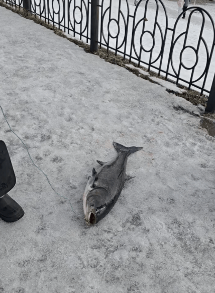 Большую рыбу поймали на Оболони