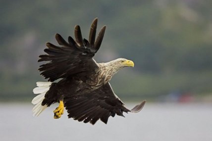 Редкий орлан-белохвост