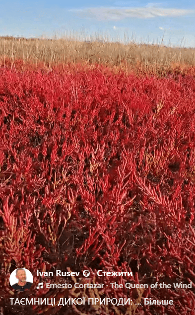 Солерос трав'янистий