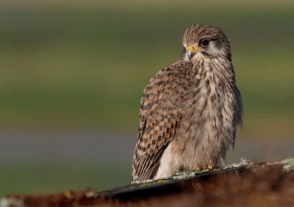 Сокіл боривітер