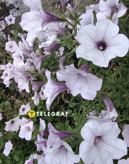 Петуния Тайдал Сильвер