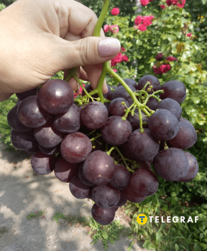 Виноград Подарок Несветая почему нужно купить и посадить в Украине